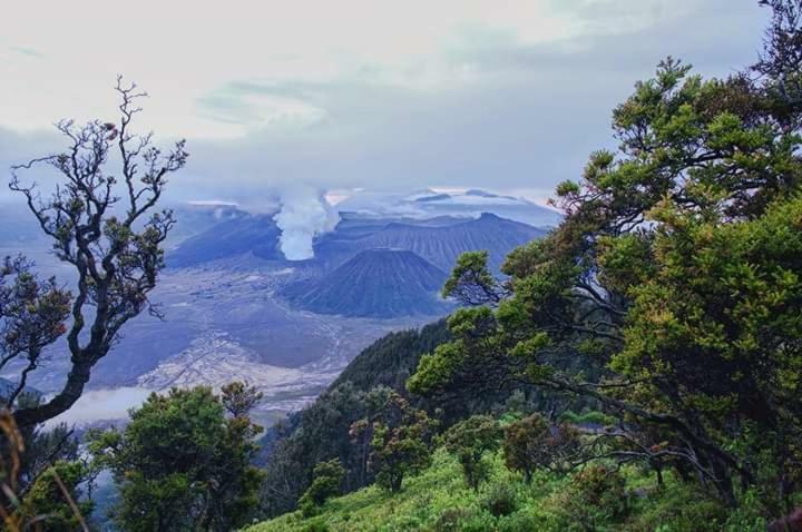 Ijen Mansjestic B&B Tamansuruh Exteriör bild